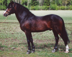 Deckhengst Richard Lion-Heart 10 NF (New-Forest-Pony, 1983, von Burma Wilton 7 NF)