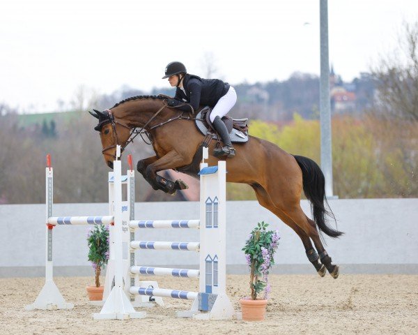 jumper Challenge Me (Hanoverian, 2017, from Canturano I)