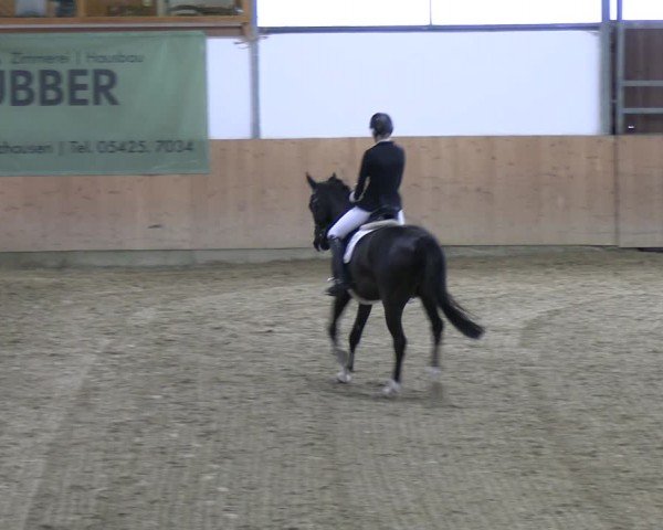 Reitturnier Borgholzhausen-Westbarthausen 2024