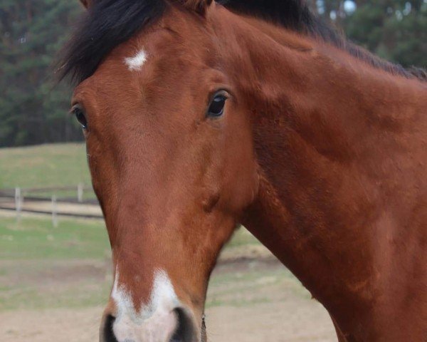 Springpferd Starboy (Mecklenburger, 2020, von Special Boy)