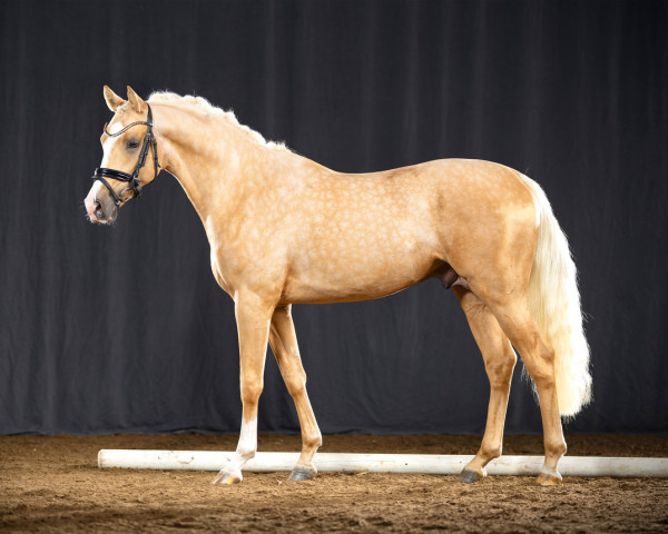 dressage horse Casino Grande (German Riding Pony, 2019, from Casino Gold)