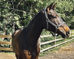 Springpferd Preußenstern (Trakehner, 2016, von Gorbatschow)