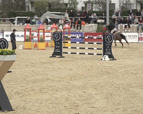 Reitturnier Amriswil 2024