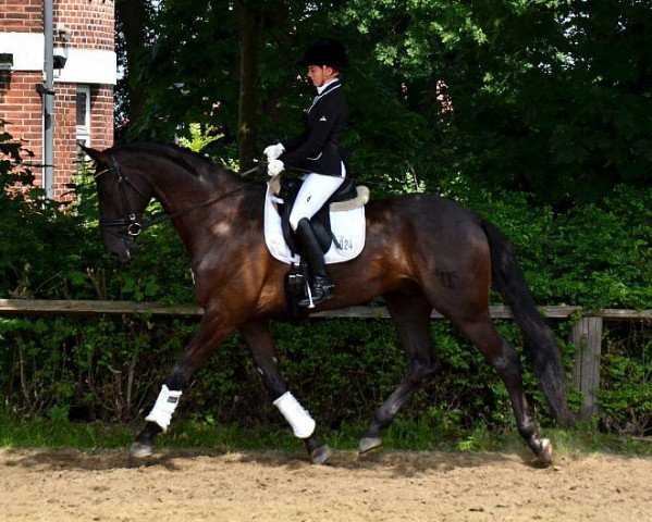 dressage horse Bellini 60 (Rhinelander, 2011, from Bordeaux 28)