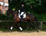 dressage horse Bellini 60 (Rhinelander, 2011, from Bordeaux 28)