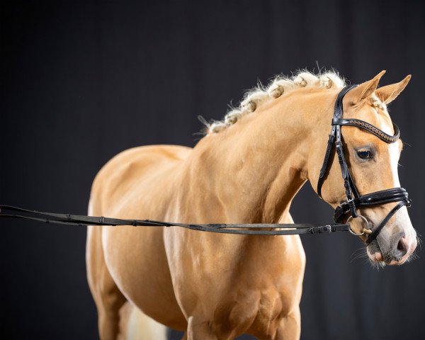 dressage horse Caipirinha (German Riding Pony, 2019, from First Class Colorado)