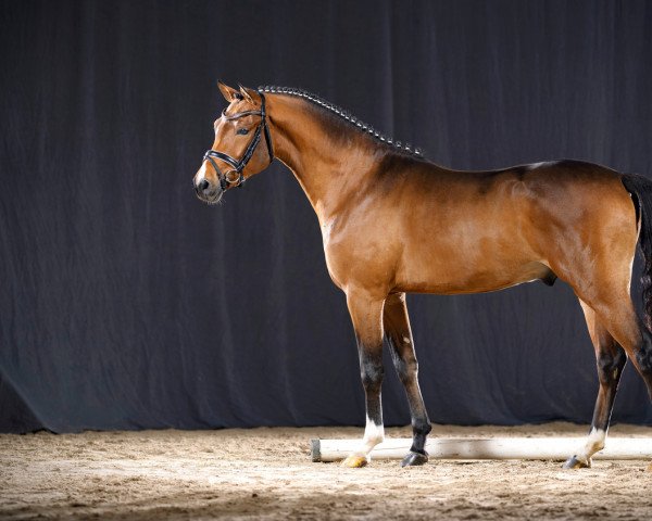 stallion Tackmanns Dillmaier (German Riding Pony, 2019, from Dallmayr K)