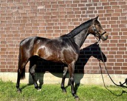 dressage horse Diamond Diacara (Westphalian, 2020, from Diamond Deluxe)