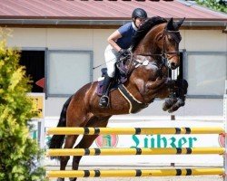 jumper Lorby (German Sport Horse, 2008, from Levistano)