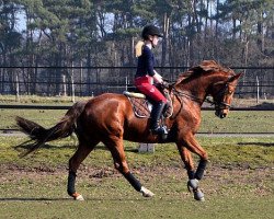 broodmare Sayonara 43 (Hanoverian, 2007, from Salieri)