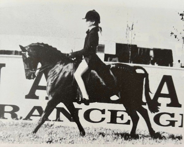 horse Hunts Green Felicity (British Riding Pony,  , from Basford Elegant)