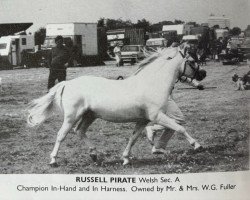 Pferd Russell Pirate (Welsh Mountain Pony (Sek.A), 1977, von Jupiter)