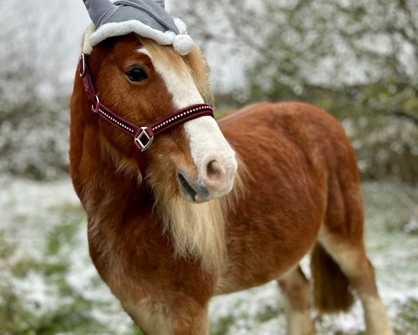 Pferd Charlie (Welsh Partbred, 2012)