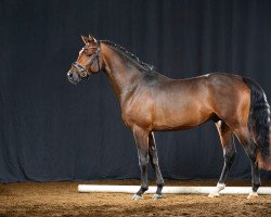 dressage horse A kind of Wonder (German Riding Pony, 2019, from A kind of Magic 5)