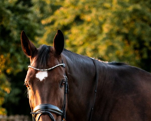 dressage horse Fürst Laurie 3 (Hanoverian, 2011, from Fürst Nymphenburg)