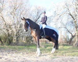 dressage horse Feivel Mauskewitz (Mecklenburg, 2017, from Fürst Wilhelm)