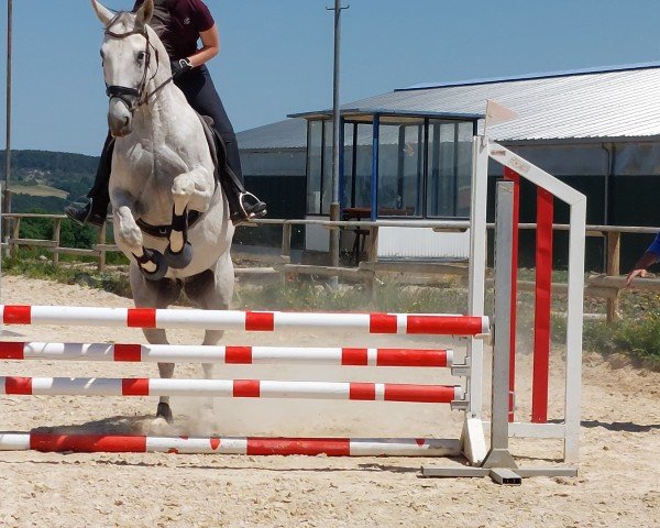 horse Zacharow (German Warmblood, 2012, from Windhof's Zenith AA)