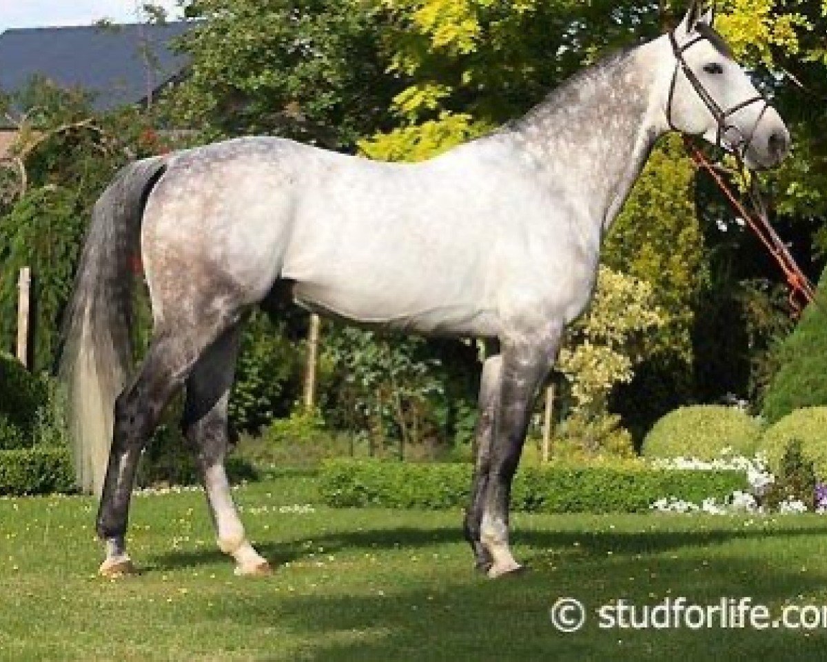 Deckhengst Dark de la Hart (Belgisches Warmblut, 2003, von Kashmir van't Schuttershof)