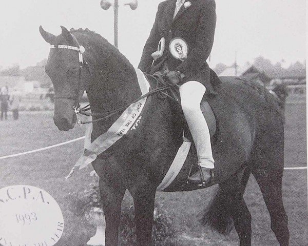 Pferd Necta Moonshine (British Riding Pony,  )