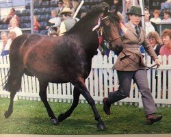 broodmare Woodrow Honey's Delightful (New Forest Pony, 1979, from Katric Capers)