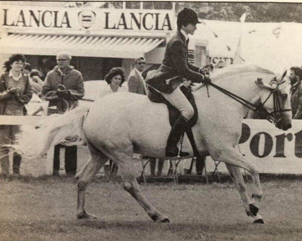 Zuchtstute Abbeyleix Delphinium (Connemara-Pony, 1981, von Coosheen Finn)