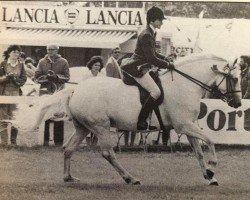 broodmare Abbeyleix Delphinium (Connemara Pony, 1981, from Coosheen Finn)