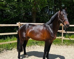 jumper Odani Gun (KWPN (Royal Dutch Sporthorse), 2019, from Jardonnay VDL)