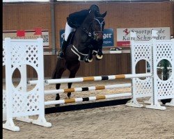 Springpferd Comme Jordan (Zangersheide Reitpferd, 2018, von Comme il Faut)