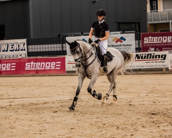 Springpferd Carl von Keks (Oldenburger Springpferd, 2017, von Calcio 2)