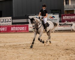 jumper Carl von Keks (Oldenburg show jumper, 2017, from Calcio 2)