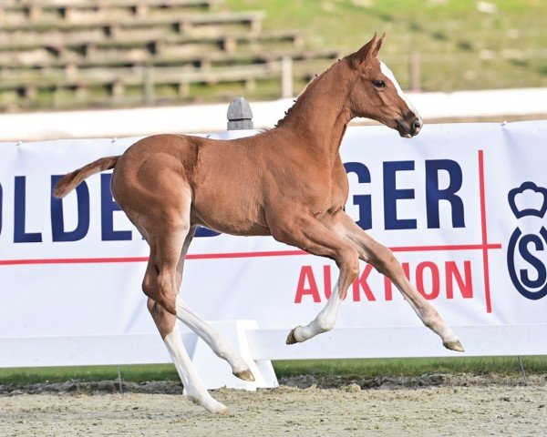 jumper Qunfei (Oldenburg show jumper, 2023, from Contagio)