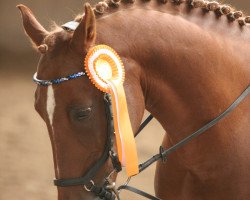 dressage horse Miro (German Riding Pony, 2004, from FS Maracaibo)