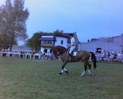 Pferd Don Alexander (Westfale, 1977, von Damokles)