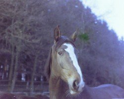 Zuchtstute Diana (Westfale, 1981, von Damokles)