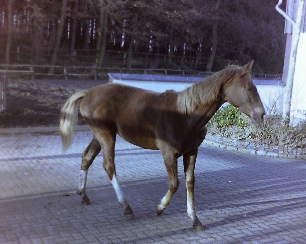 Pferd Rheinfee (Westfale, 1987, von Rheingold)