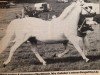 broodmare Bengad Day Lily (Welsh mountain pony (SEK.A), 1969, from Revel Cello)