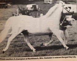 Zuchtstute Bengad Day Lily (Welsh Mountain Pony (Sek.A), 1969, von Revel Cello)