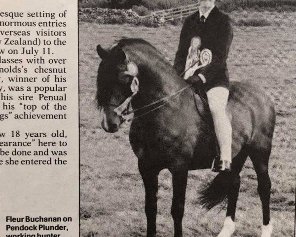 Deckhengst Pendock Plunder (Welsh Pony (Sek.B), 1975, von Kirby Cane Plunder)