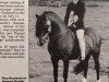 stallion Pendock Plunder (Welsh-Pony (Section B), 1975, from Kirby Cane Plunder)