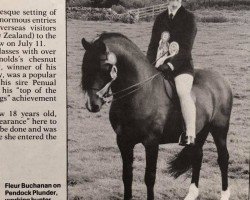 stallion Pendock Plunder (Welsh-Pony (Section B), 1975, from Kirby Cane Plunder)