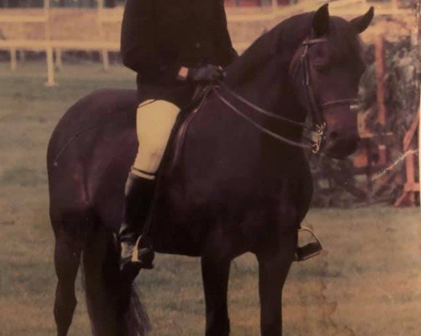 Zuchtstute Rodlease Fiesta (New-Forest-Pony, 1975, von Sweethills Tango)