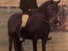 broodmare Rodlease Fiesta (New Forest Pony, 1975, from Sweethills Tango)