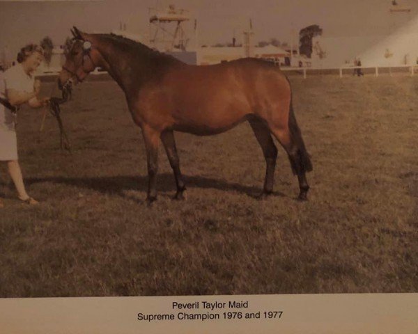 Zuchtstute Peveril Taylor Maid (New-Forest-Pony, 1970, von Tomatin Golden Gorse)