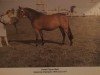 broodmare Peveril Taylor Maid (New Forest Pony, 1970, from Tomatin Golden Gorse)