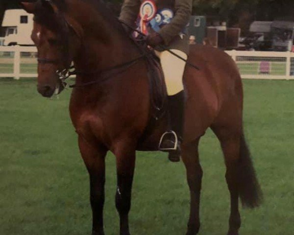 Deckhengst Wayland Cranberry (New-Forest-Pony, 1992, von Katric Capers)