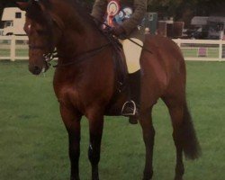 stallion Wayland Cranberry (New Forest Pony, 1992, from Katric Capers)