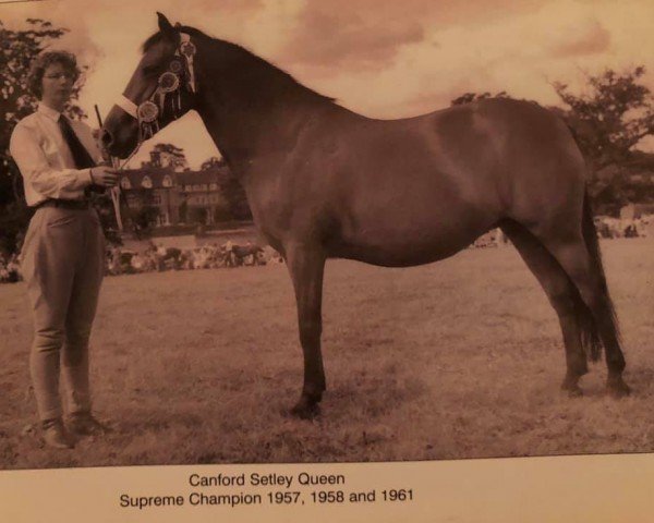 Zuchtstute Canford Setley Queen (New-Forest-Pony, 1950, von Forest Horse)