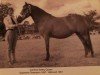 Zuchtstute Canford Setley Queen (New-Forest-Pony, 1950, von Forest Horse)