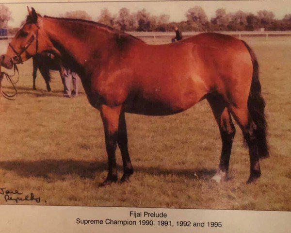 broodmare Fijal Prelude (New Forest Pony, 1982, from Bridgelea Candy Cane)