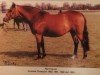 broodmare Fijal Prelude (New Forest Pony, 1982, from Bridgelea Candy Cane)